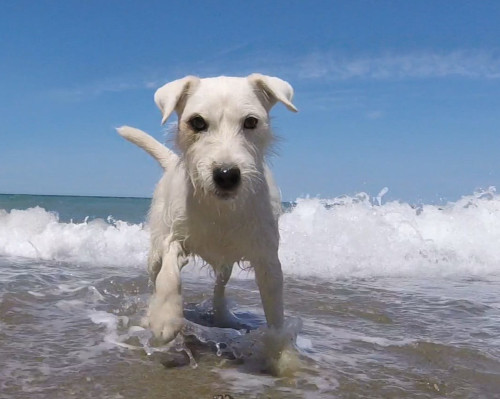 Fipsy im Meer ein Teil von Wir