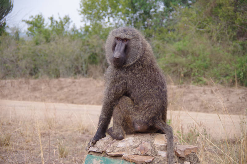 Pavian im Queen Elisabeth NP In Ugandah NP