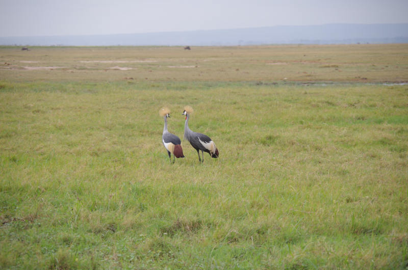 Grauhals-Kronenkranich in Kenia
