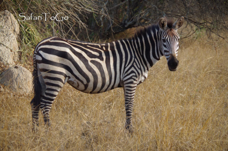 Zebra im Lake Mburo Nationalpark