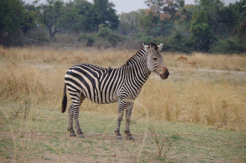 Zebra in Sambia
