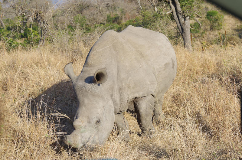 Nashorn im Krüger NP