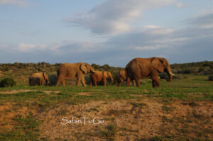 Elefanten im Addo