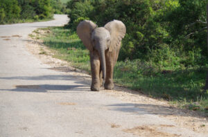 Kleiner Elefant im Addo