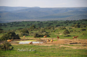 Kuhantilopen im Addo NP