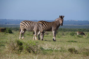 Zebras im Addo NP