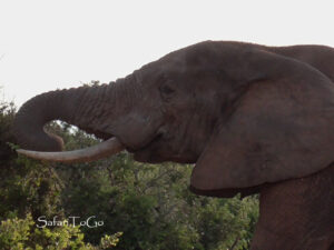 Elefant im Kruger