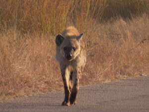 Hyaene im Kruger