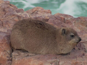 Hyrax