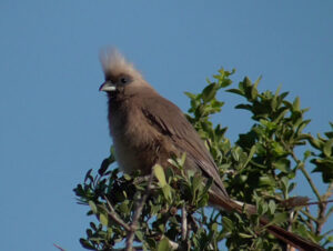 Grey Go-away Bird