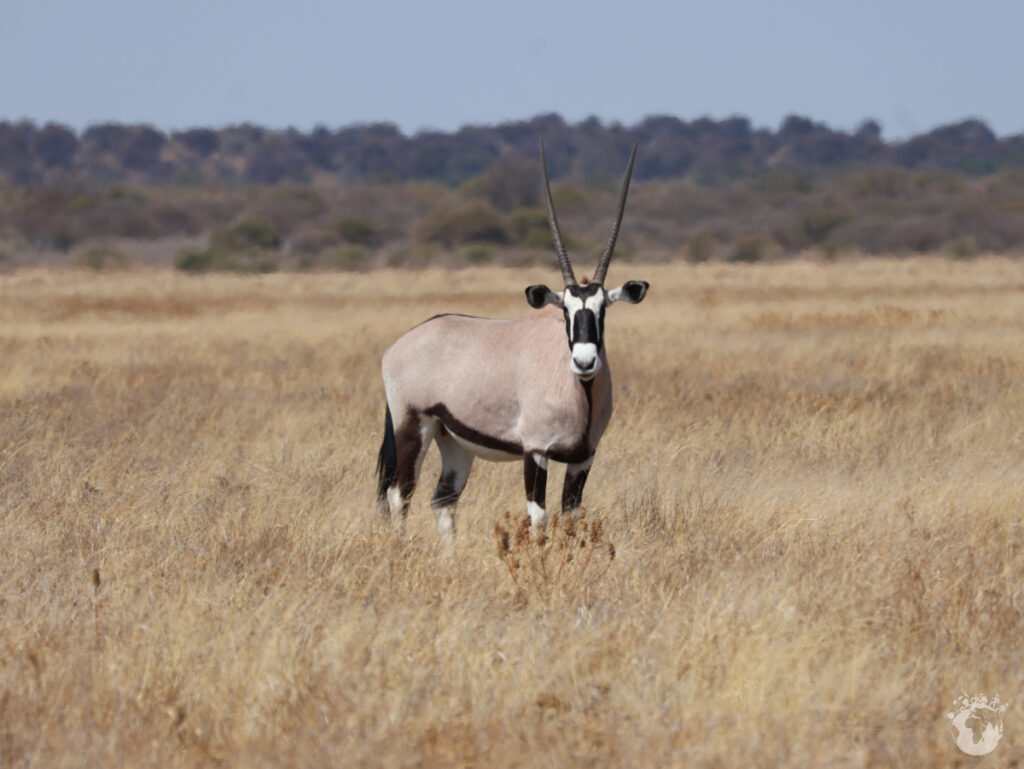 Oryx in der Kalahari