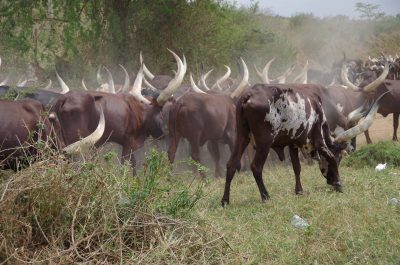 Ankole Rinder