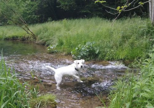 Fipsy beim baden