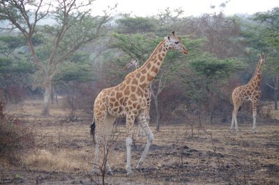 Giraffen im Lake Mburo NP