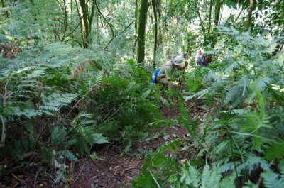 Beim Gorilla Trekking