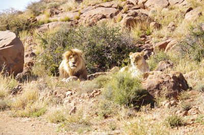 Löwen Karoo