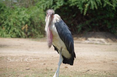 Marabu im Queen Elisabeth NP