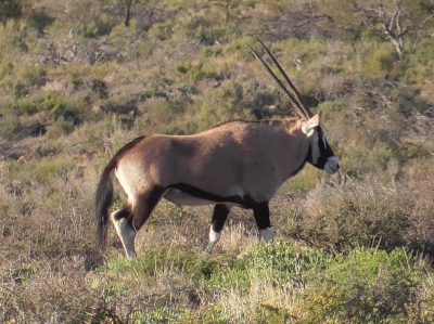 Oryx im Karoo