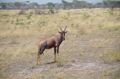 Topi Antilope im Queen Elisabeth NP