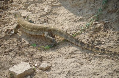 Waran im Queen Elisabeth NP