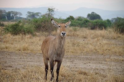 Wasserbock im Queen Elisabeth NP