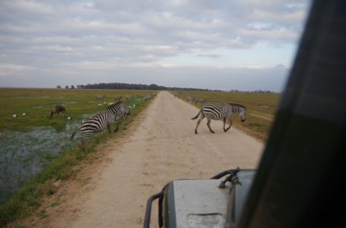 ZebraStrasse